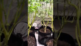 Maryjane is a beautiful plant