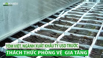 Tôm Việt, ngành xuất khẩu tỷ USD trước thách thức phòng vệ gia tăng