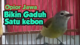 Suara Burung Opior jawa Panggilan Bikin geger Satu kebon@ponirankwokchannel