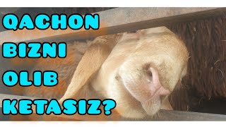 09.12.2022  QIRGIZ QO'ZILARIGA SIZ QACHON KELASIZ?