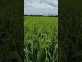Lush ricefield with narrow pathway. #nature #fruits #ricefield #blessings