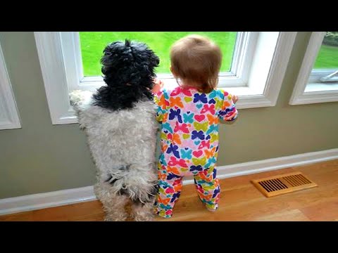 HILARIOUS MOMENTS with DOGS & KIDS - So cute and funny!