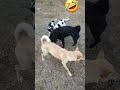 dogs fun games