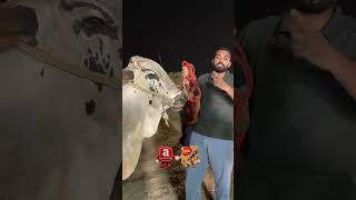 Sanjani Mandi 12 lac Cow Bail #Cow #Mandi #Qurbani2026 #bhatamandi