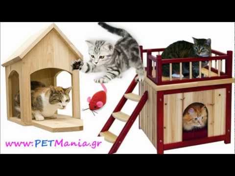 Βίντεο: Αμερικανική στενογραφία γάτα: περιγραφή της φυλής, χαρακτηριστικά του χαρακτήρα και της συμπεριφοράς, κανόνες φροντίδας και σίτισης των γατών, φωτογραφία