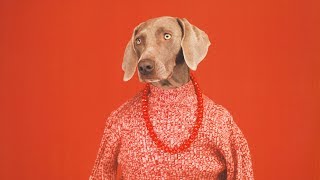 William Wegman & His Four Legged Muses | A Curator's Perspective
