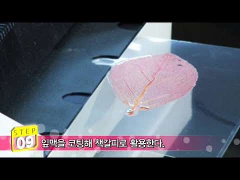[생활의 발견] 나뭇잎의 혈관