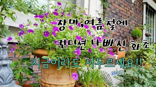 장마철또는 여름철에 컨디션 나빠진 식물들 지금이라도 서두르세요/고온,저온,건조,일조량부족에 면역강화/죽어가는 화초 회복시키는 영양제