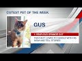 Cutest pet of the week: Gus