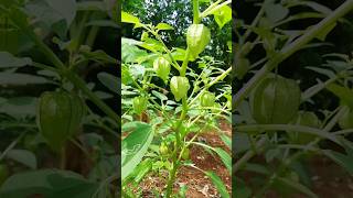 දන්නව ද නම 😍😍😍 | Diary of wheelchair #nature #gardening #satisfying #disability #fruit #reels
