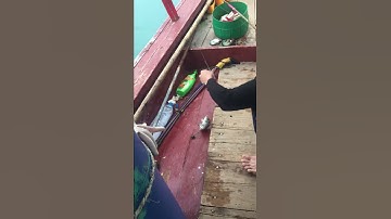 Fish hunting||| Câu Cá Dìa Cong Cần