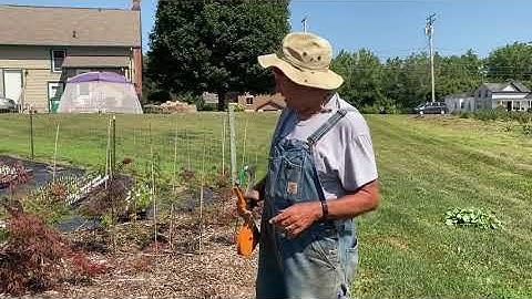 Training weeping Japanese maple trees.
