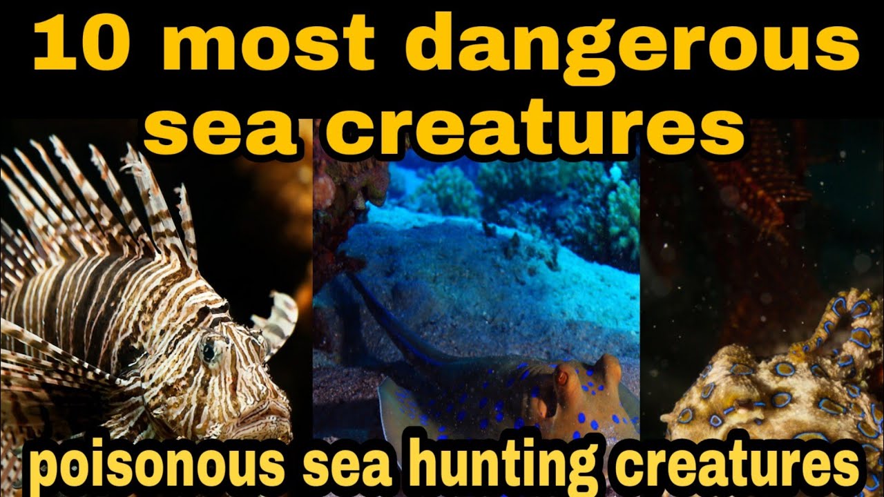 10 most dangerous and poisonous sea creatures no more doing fun with