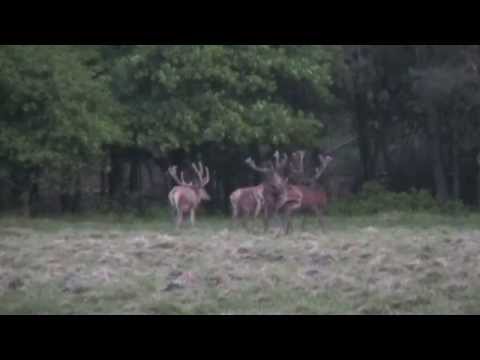 Wildspeuren op de veluwe.