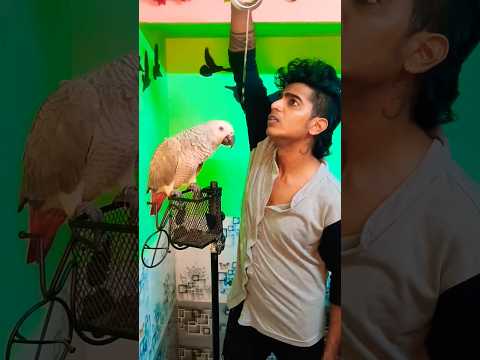 shokingfacts water prank Africangreyparrots.... #funnybirds #motherdaughter #minecraftshorts #shots
