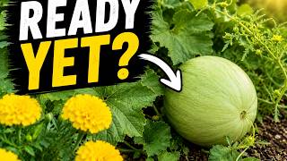 Moonstruck Melon Is It Finally Ready to Pick?