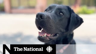 Pandemic caused a backlog for service dogs
