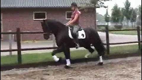 Friesian Gelding - Sale Pending