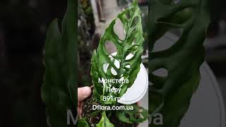 Монстера Перу Dflora.ua