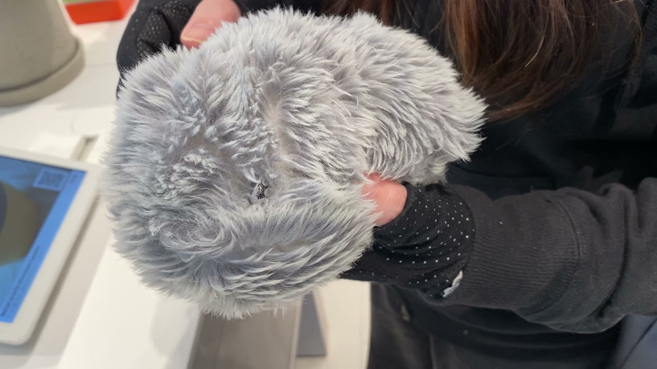 もふりん Moflin 新世代aiペット型ロボットでもふもふな癒やし ガジェットマニアz 最新のおすすめガジェットニュースブログサイト もふりん Moflin 新世代aiペット型ロボットでもふもふな癒やし ガジェットマニアz 最新のおすすめガジェットニュースブログサイト