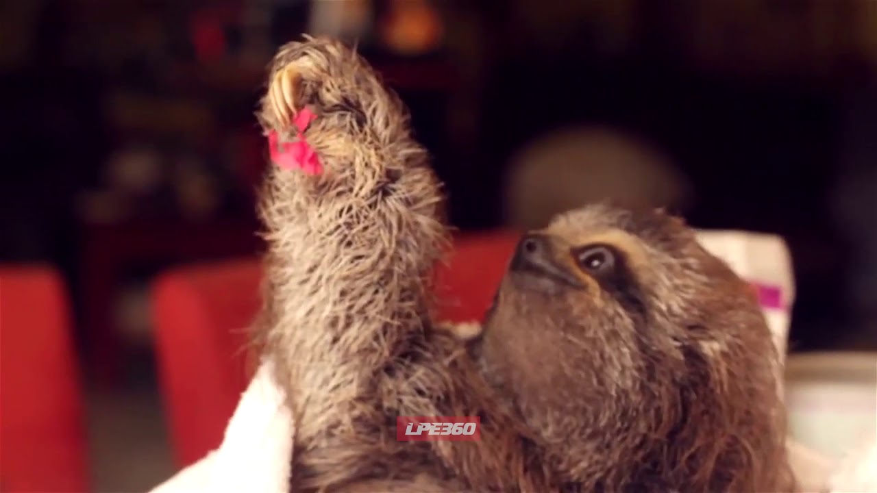 Baby Sloths Gives Owner Flower - YouTube