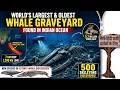 Whale graveyard 🪦 🐳🐋 in Indian Ocean 🌊 🧐😱
