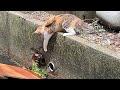 【感動】母猫の深い愛情が伝わる映像を集めました...!