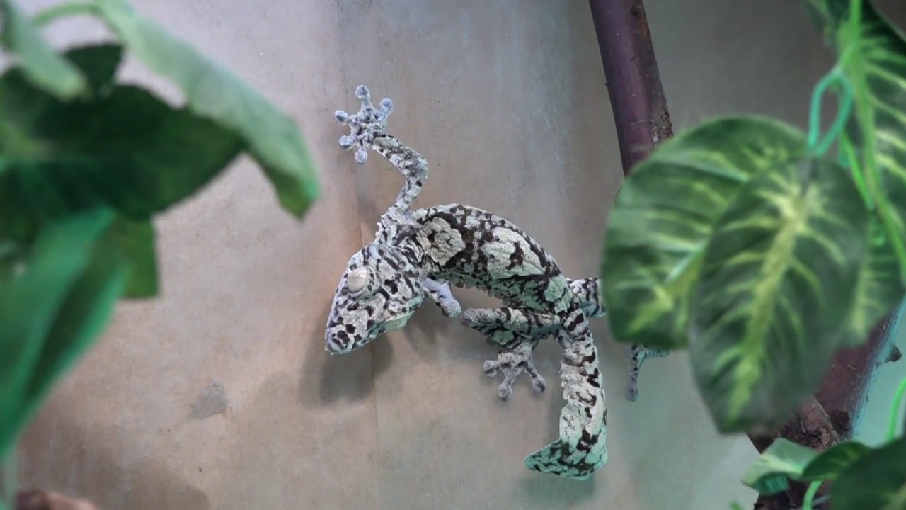 U. giganteus, U. henkeli and U. fimbriatus keeping and breeding at BION Terrarium Center
