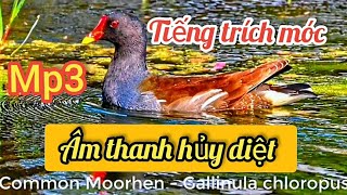 [0383631467 ] TIẾNG Trích Ré bản hủy diệt đánh đêm h 100 % [Common Moorhen -Gallinula chloropus ]