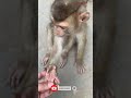 Your hands are so dirty funny clip monkey animal comedy