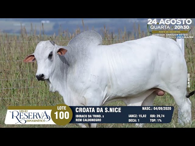 LOTE 100 GRI C984