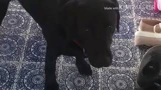 My MLG dog