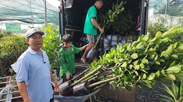 MÍT RUỘT ĐỎ SƠ VÀNG CÂY  LỠ TRỒNG RÚT NGẮN THỜI GIAN RA TRÁI