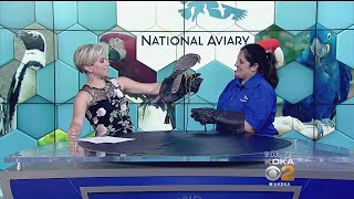 National Aviary Hosting Variety Of Bird Encounters