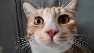 KK014-The Daily Life of Nine Cats 14