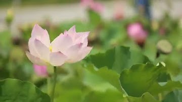 تلاوة هادئة تريح القلب😌💚/سورة الرحمن🤍🕊/القارئ ناصر القطامي🧡🎧