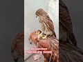MANDARIN SONG DON'T CRY BABY VIDEO VIRAL POPULAR REMIX #video #viral #song