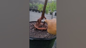 Bald Cypress #propagating #growingtrees #airlayering