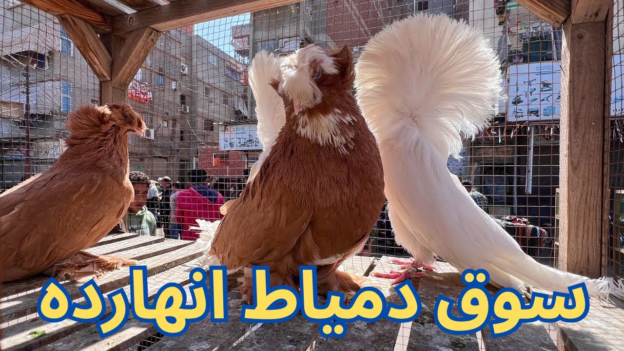 انخفاض اسعار الحمام في سوق دمياط حمام جامد ببلاش