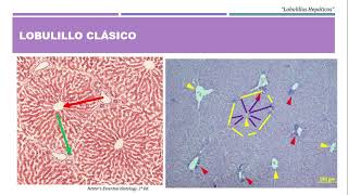 Hepatic Lobules