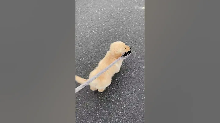 Whos walking who??