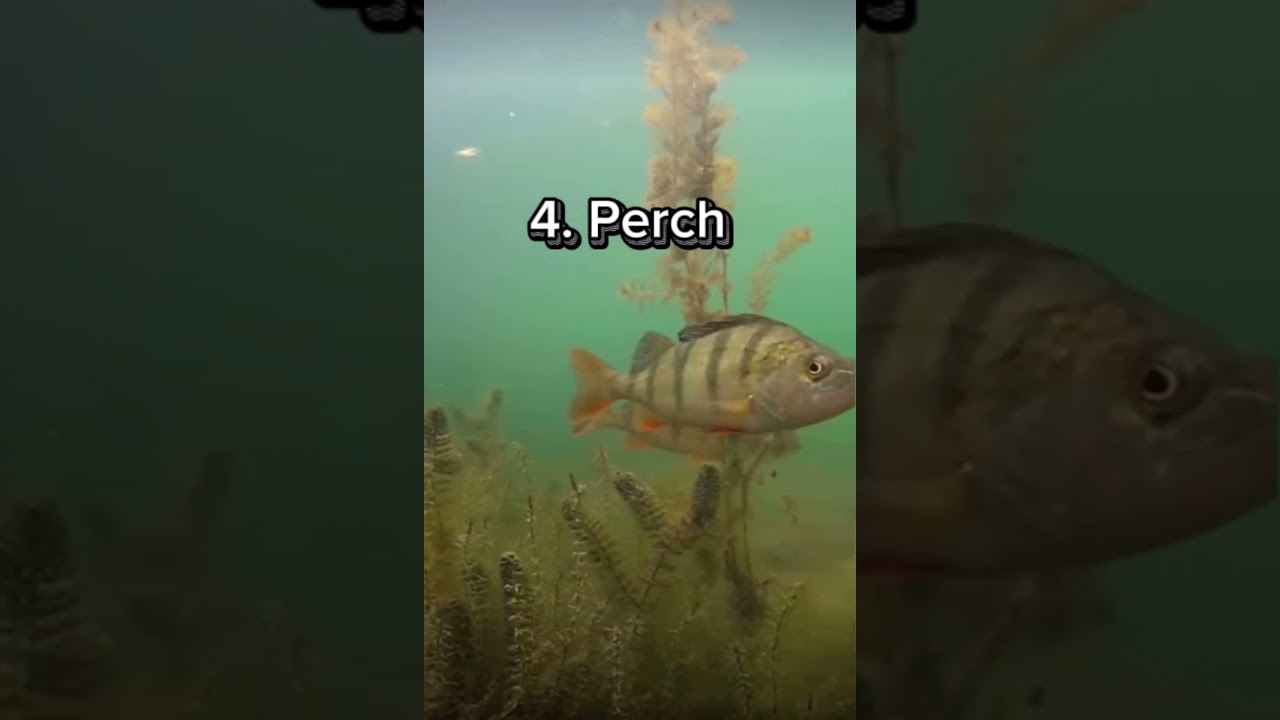 Top 9 best tasting freshwater fish Pt.2￼