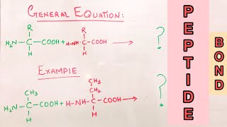 Peptide Bond Formation I Macromolecule I Pakchemist