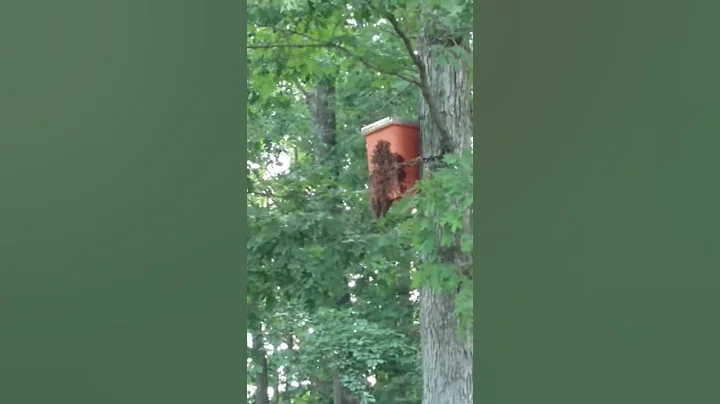 Cattail Road swarm arrival