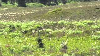 Mt Rainier Wonderland Trail - Whistling Hoary Marmots - Aug2012