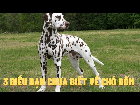 Video: Làm thế nào để làm khô các tuyến vú của chó sau khi mang thai