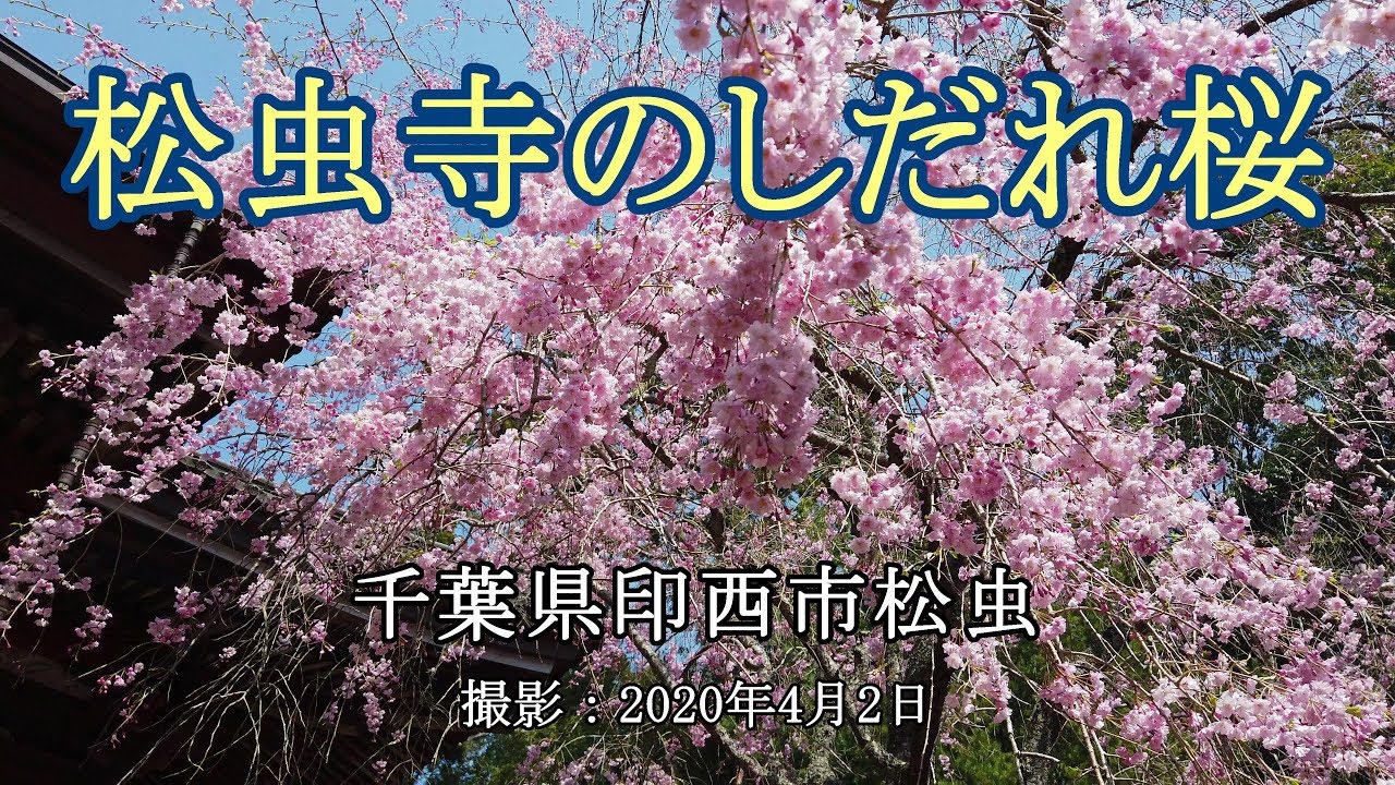 松虫寺のしだれ桜 4k Weeping Cherry In Matsumushi Dera Temple Youtube