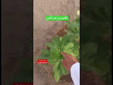 طريقة تقليم براعم التين