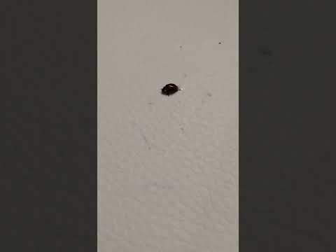 Erster Marienkäfer 🐞 2026 / First ladybug 🐞 2026