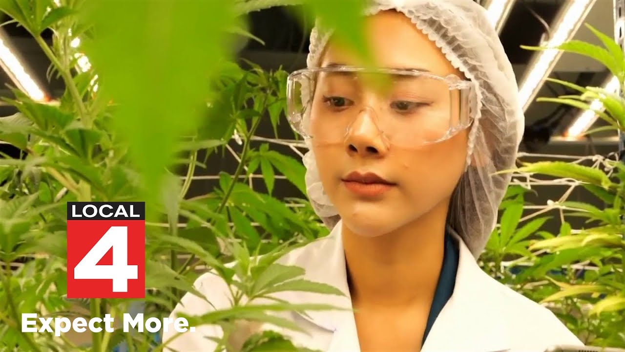 University of Michigan research finds more that 60 million Americans use cannabis